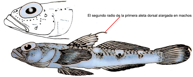 Buenia jeffreysii_001.jpg